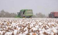2022年美棉种植面积能否大幅增长