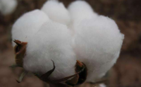 印度预期总产调减支撑籽棉价格高企
