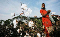 印度古邦棉价飙升巴西棉价一涨再涨