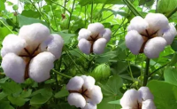印度有纺协建议政府限制棉花出口中国