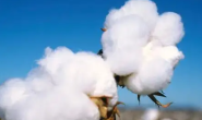 2022/23年度全球棉花仍处于低消费纪录