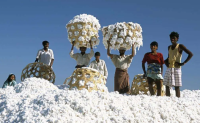 印度炎热高温对小麦棉花等作物产量造成影响
