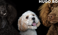 Hugo Boss联手宠物用品公司 Kanine推出狗服饰系列