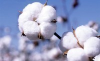 美国农业政策对棉花的影响