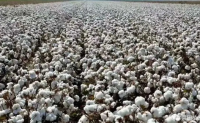 美棉生产报告：优良率大幅下降 得州一半都是差苗