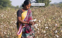 印度国内棉价处于上下两难的境地