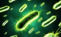 微生物萃取液染色法与菌体染色法简介