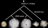 研究揭示棉花异源四倍体重复基因组的进化分歧