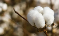 美国棉花种植意向报告