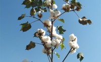 新疆农垦科学院棉花新品种通过国审