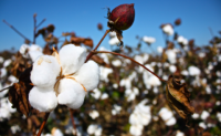 中国与巴西棉花产业将具有更大发展空间