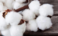 2022/23年度印度棉花产量预估至不到3000万包