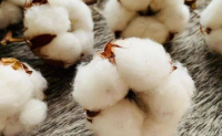 全球棉花消费不断萎缩