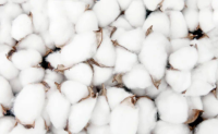 国内外棉花市场近况分析