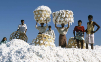 印度旁遮普邦首批采收棉花价格7400卢比/公担