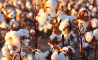 棉市与数据发布影响外部市场