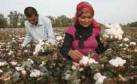 2023年哈萨克斯坦棉花产量预计下降17%