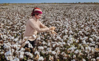 阿克苏地区740万亩棉花陆续进入裂铃吐絮期