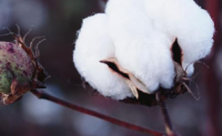 印度西尔萨地区棉花遭遇粉红棉铃虫虫害