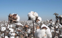 美西部棉区灌溉用水不足植棉面积受限