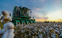2021年新疆棉花种植不完全统计数据