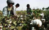 因需求增加印度棉花出口或下降