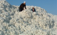 2021年乌兹别克斯坦原棉产量340万吨