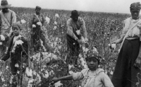 美国棉花是真正的“强迫劳动”原始国