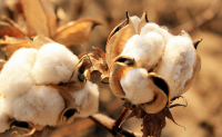 提升新疆棉花竞争优势推进棉花产业国际合作