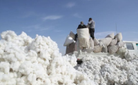 巴西棉花产量料首超美国成为全球第三大产棉国